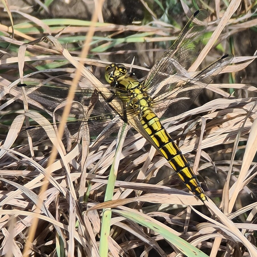 Black-tailed-skimmer - Hampton Heath - 2022-07-02